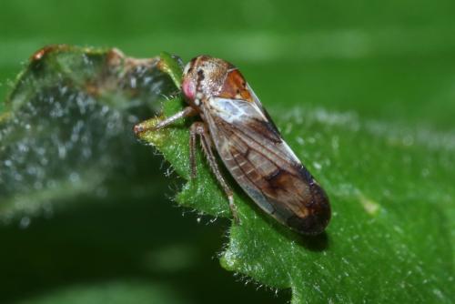Réf. 263 237 : Oncopsis sp.